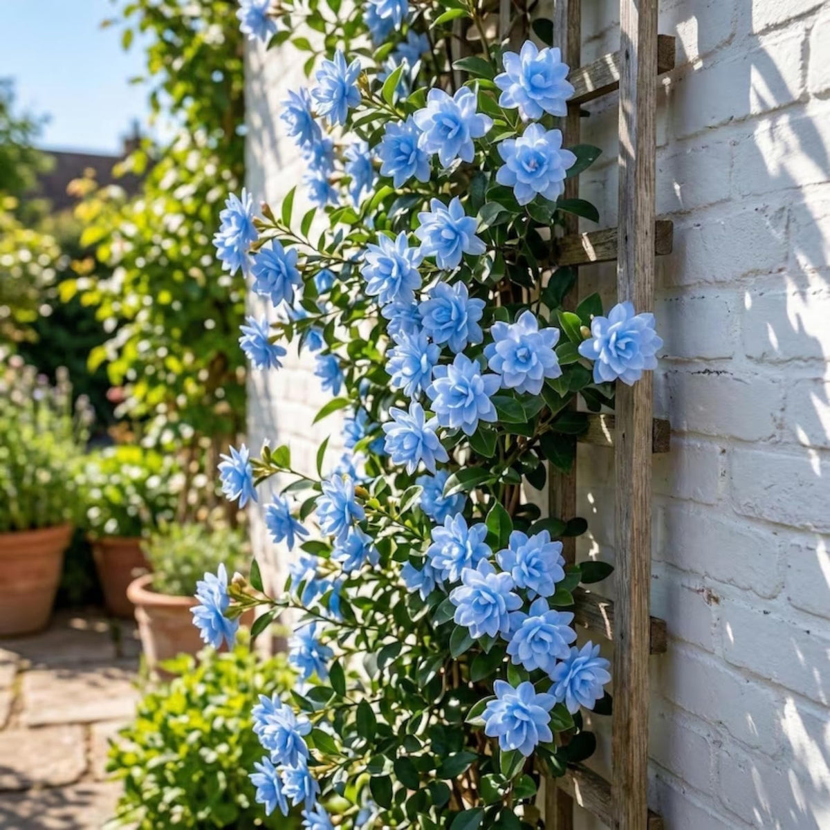 Wivolibe jasmine flowers show white blooms to fragrance your garden.