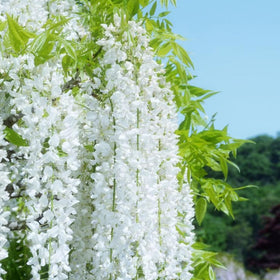 Wivolibe jasmine is ideal for weddings and centerpieces with long lasting blossoms