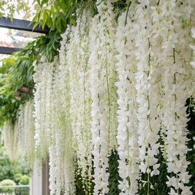 Wivolibe jasmine vines climb fences forming a lush green screen