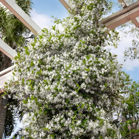 Wivolibe jasmine vine trained on a trellis for balcony decor.