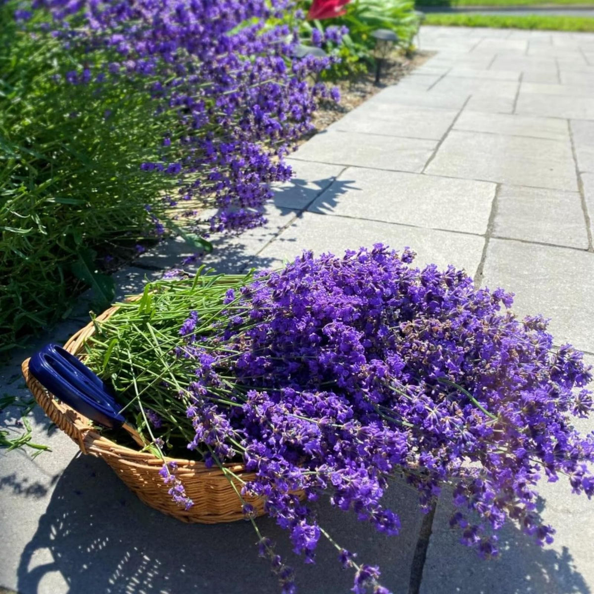Wivolibe lavender seeds ready for harvest for bouquets or sachets