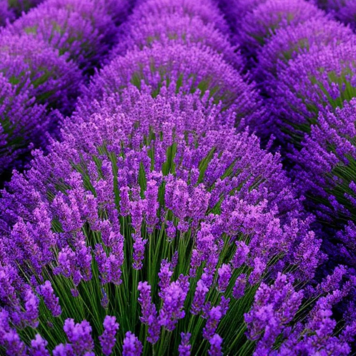 Wivolibe lavender seeds in a garden bed ready for a purple pollinator border