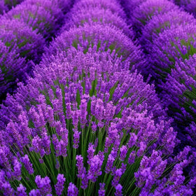 Wivolibe lavender seeds in a garden bed ready for a purple pollinator border