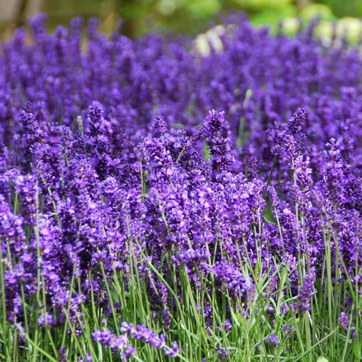 Wivolibe lavender seeds in a pot ideal for container gardening