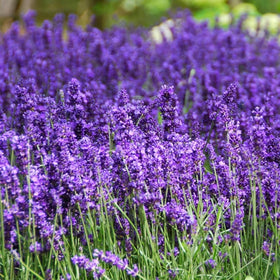 Wivolibe lavender seeds in a pot ideal for container gardening