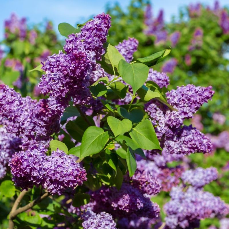 Wivolibe lilac seedlings in soil illustrate easy planting and growth potential.