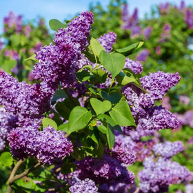 Wivolibe lilac seedlings in soil illustrate easy planting and growth potential.