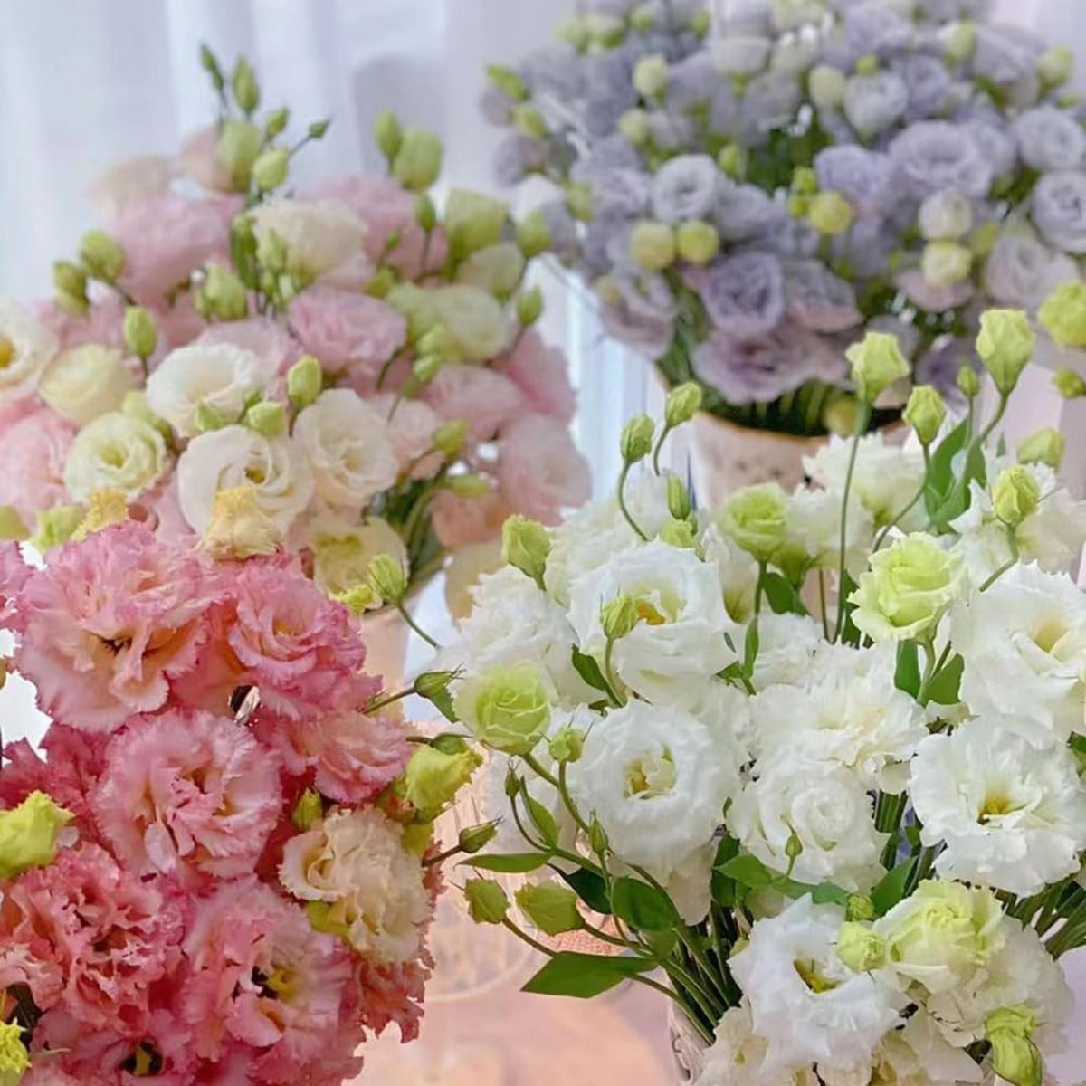 Wivolibe lisianthus annual charm enhances garden displays.
