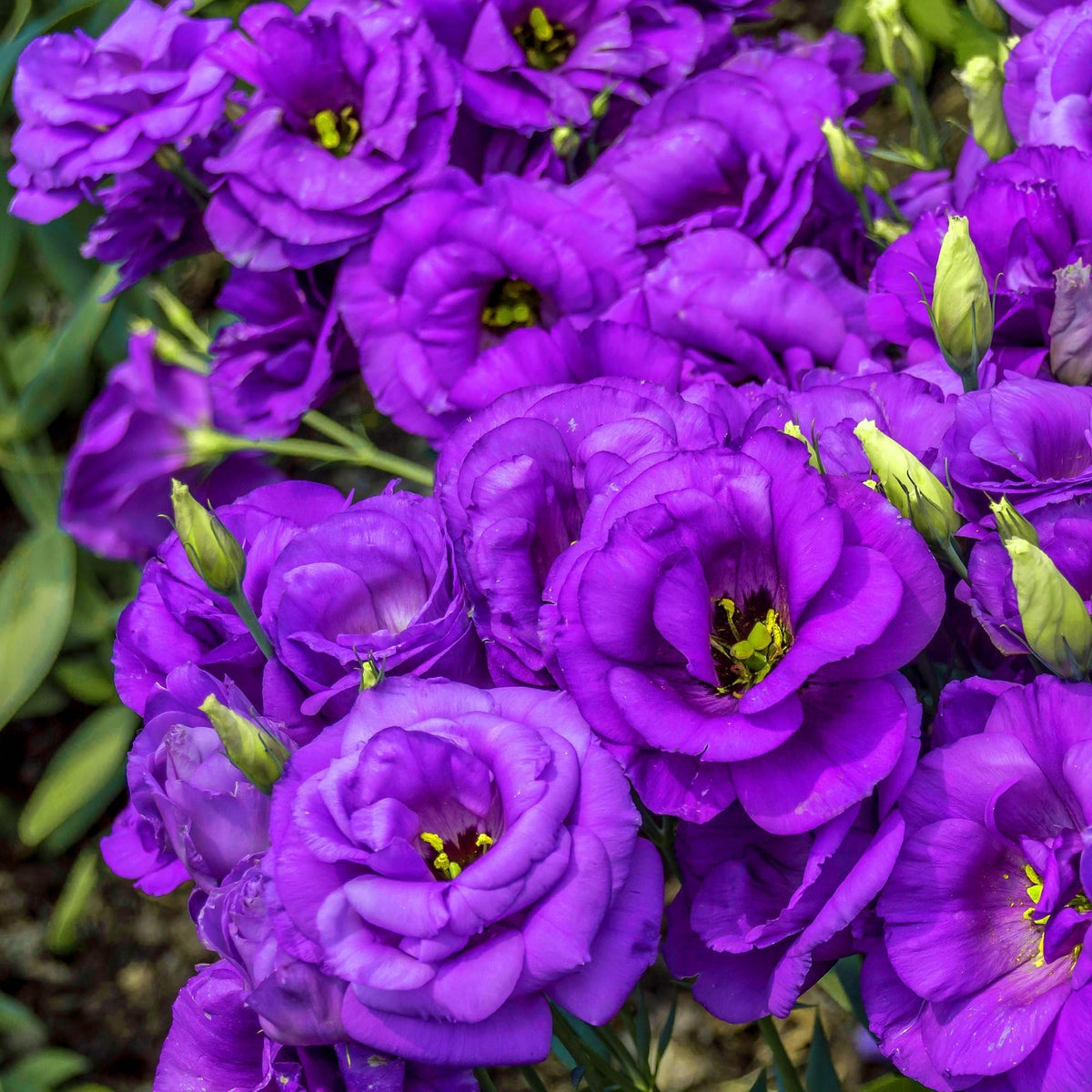 Wivolibe lisianthus bouquet-ready blooms for fresh arrangements.