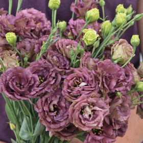 Wivolibe lisianthus cut flower garden versatility for fresh stems.