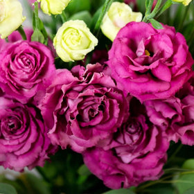 Wivolibe lisianthus sun-loving blooms brighten borders all season.