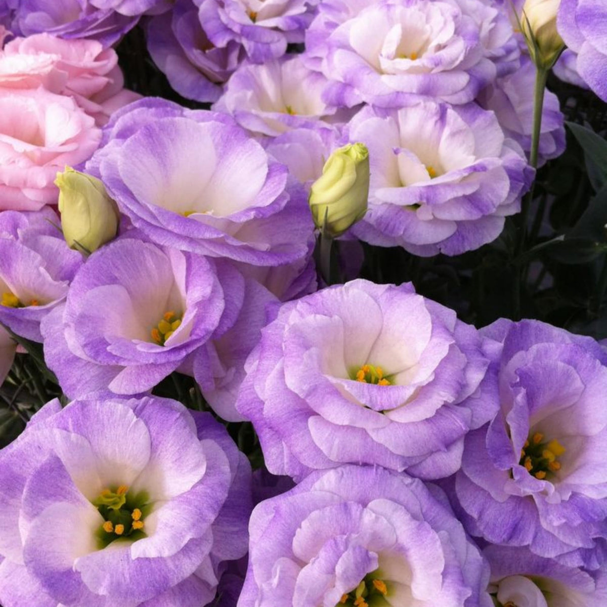 Wivolibe lisianthus seeds indoors germination speeds up early blooms.