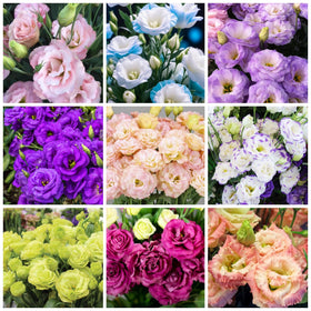 Wivolibe lisianthus seeds mixed doubles for borders and vibrant cut bouquets.