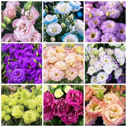Wivolibe lisianthus seeds mixed doubles for borders and vibrant cut bouquets.