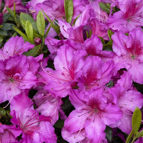 Wivolibe seeds offer low-maintenance color for ongoing planning