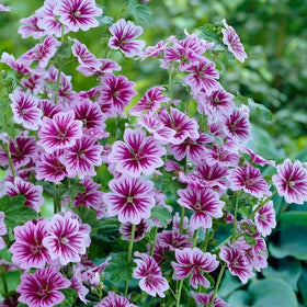 Wivolibe Malva Sylvestris seeds pack ready for sowing to brighten the garden.