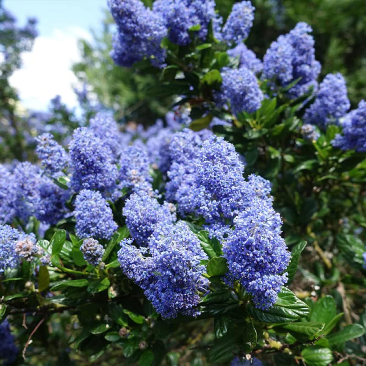 Wivolibe lilac bushes in bloom offer landscape appeal.