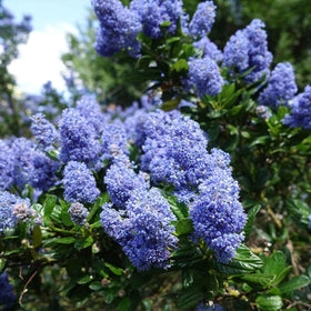 Wivolibe lilac bushes in bloom offer landscape appeal.