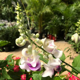 Wivolibe outdoor-friendly perennial that can reach tall heights with support