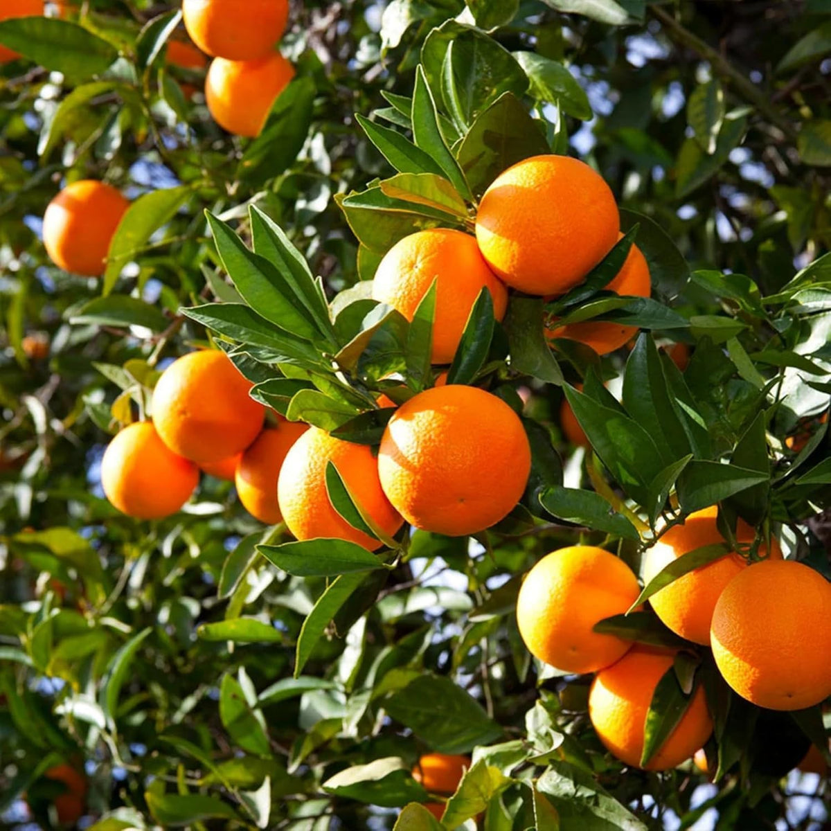 Wivolibe dwarf bonsai apple seeds pack suitable for container orchards.