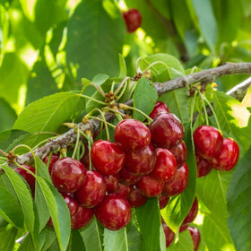 Wivolibe dwarf bonsai cherry seeds pack ideal for patio fruit trees.