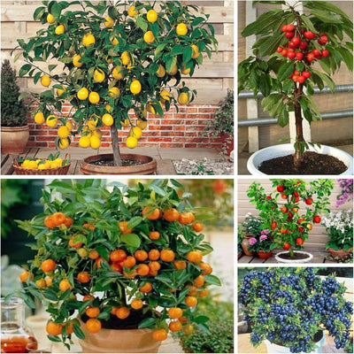 Wivolibe dwarf bonsai lemon seeds pack for compact indoor citrus cultivation.