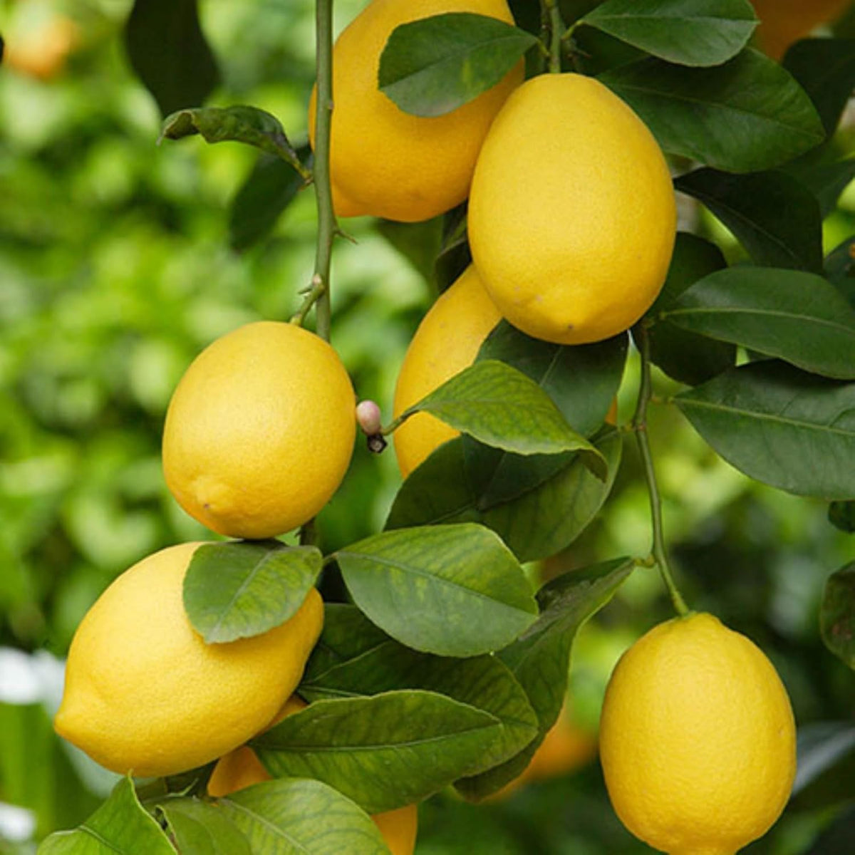 Wivolibe dwarf bonsai orange seeds pack for tiny citrus bonsai projects.
