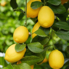 Wivolibe dwarf bonsai orange seeds pack for tiny citrus bonsai projects.