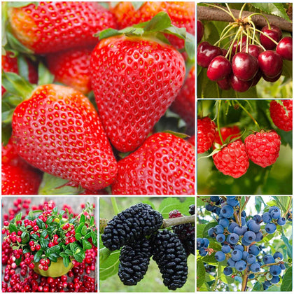 Wivolibe mix fruit seeds pack shown for home garden planting and variety exploration