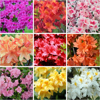 Wivolibe mixed azalea seeds packet ready for planting