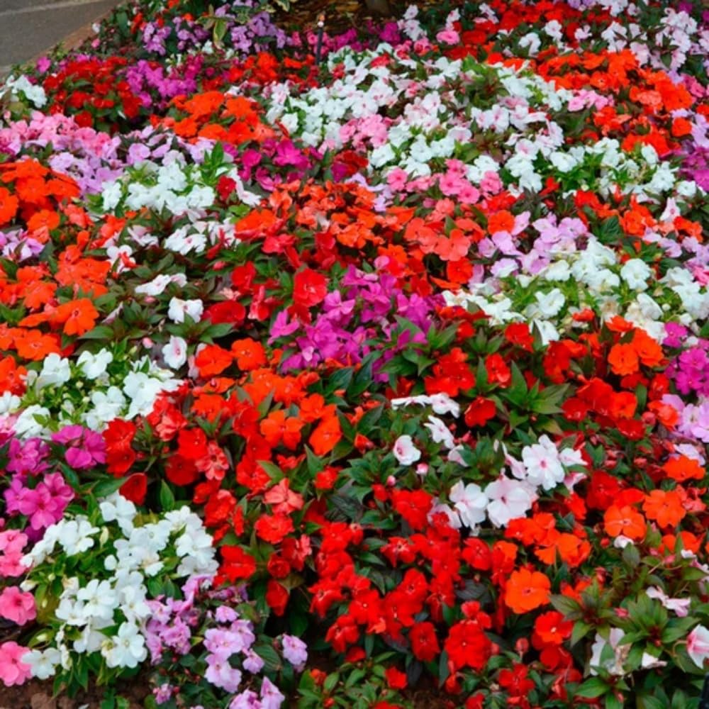 Wivolibe mixed impatiens seeds in packaging ready for garden planning, highlighting variety