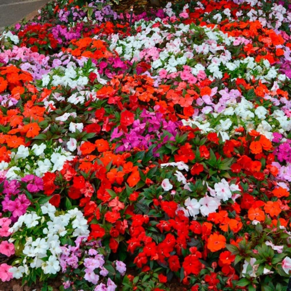 Wivolibe mixed impatiens seeds in packaging ready for garden planning, highlighting variety