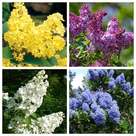 Wivolibe Mixed Lilac seeds packet ready to plant for fragrant spring color.