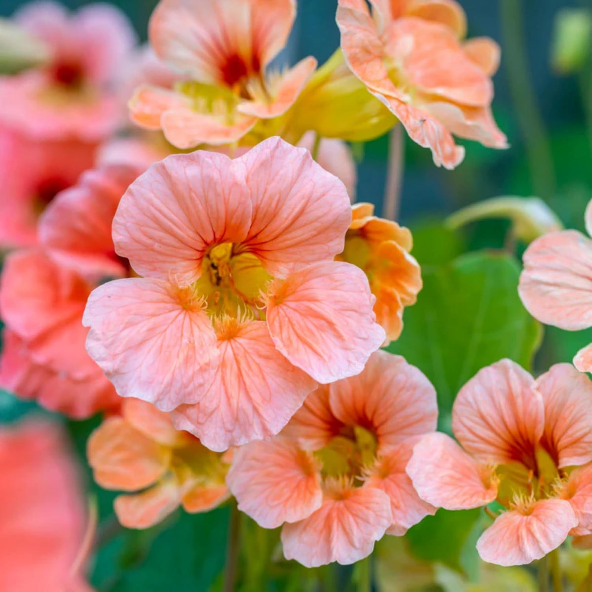 Wivolibe mixed nasturtium seeds 150-plus boost garden color and quick blooms.