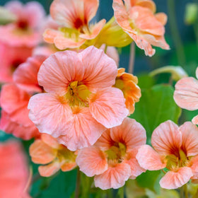 Wivolibe mixed nasturtium seeds 150-plus boost garden color and quick blooms.