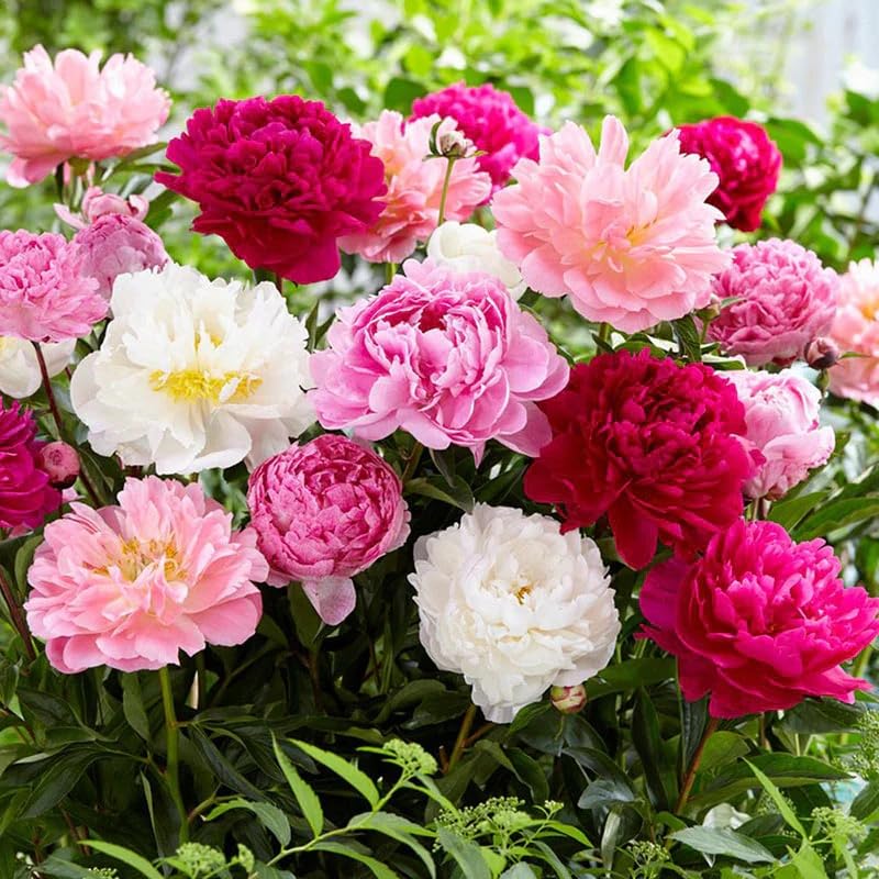 Wivolibe peony seeds sprouting, early signs of colorful blooms in pots or beds.