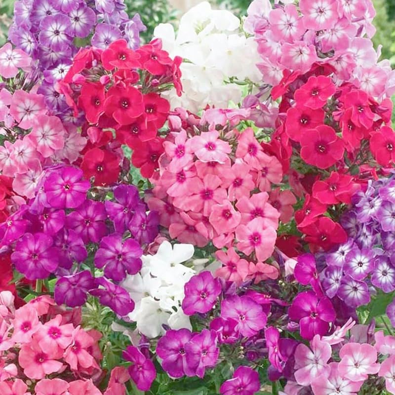 Wivolibe mixed phlox seeds for planting in borders with colorful ground cover