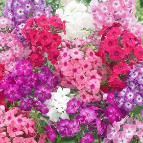 Wivolibe mixed phlox seeds for planting in borders with colorful ground cover
