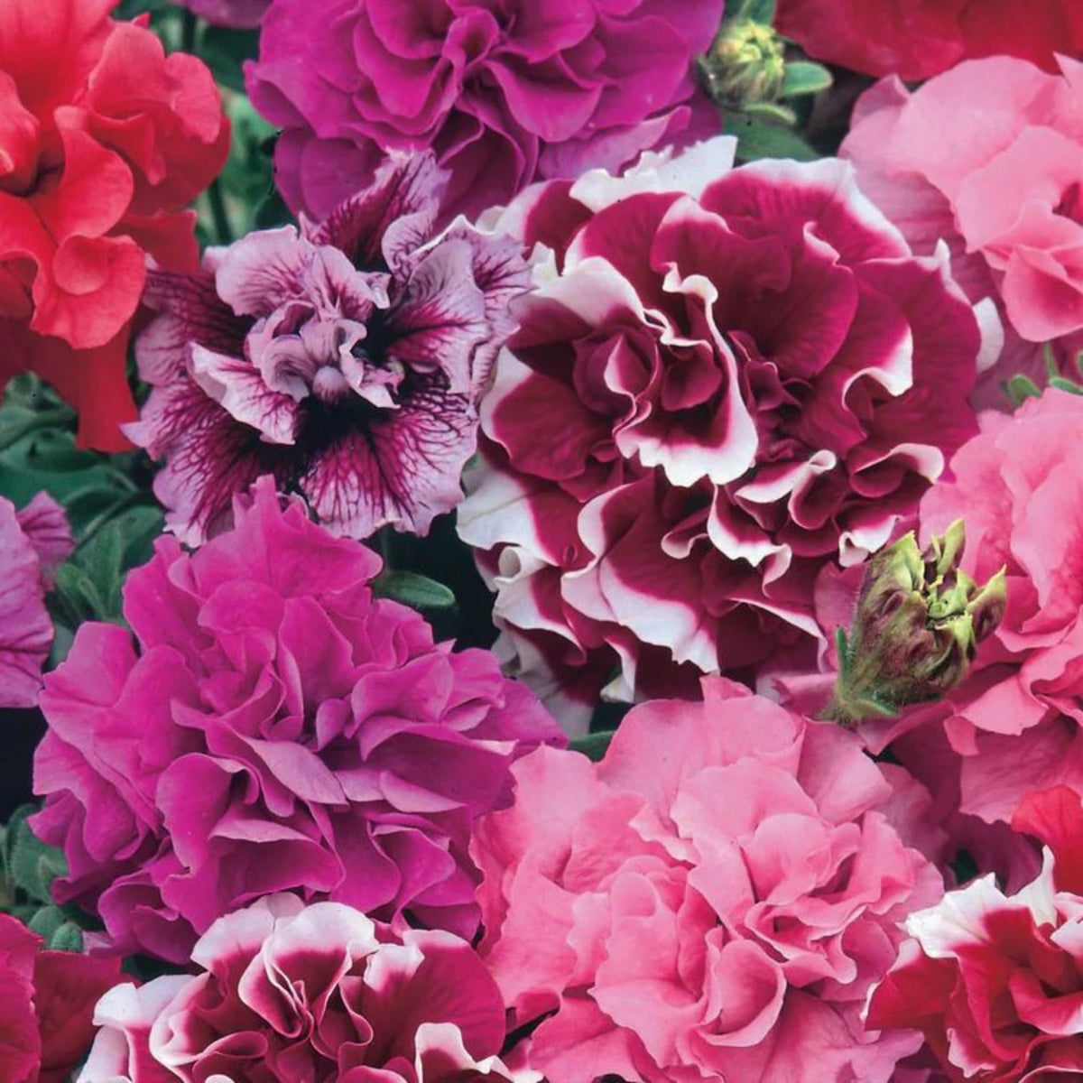 Wivolibe Moist, well-drained soil supports petunia growth