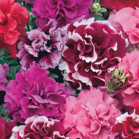 Wivolibe Moist, well-drained soil supports petunia growth
