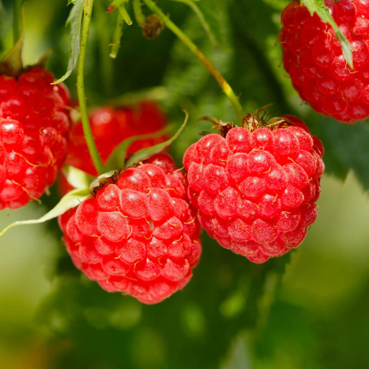 Wivolibe mulberry seeds pack designed for larger spaces and long term harvests