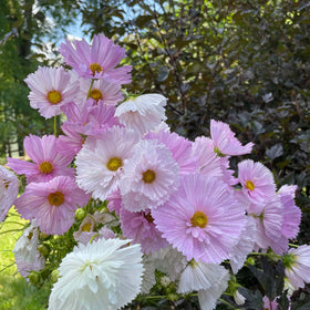 Wivolibe Non-GMO cosmos seeds for eco-friendly garden color