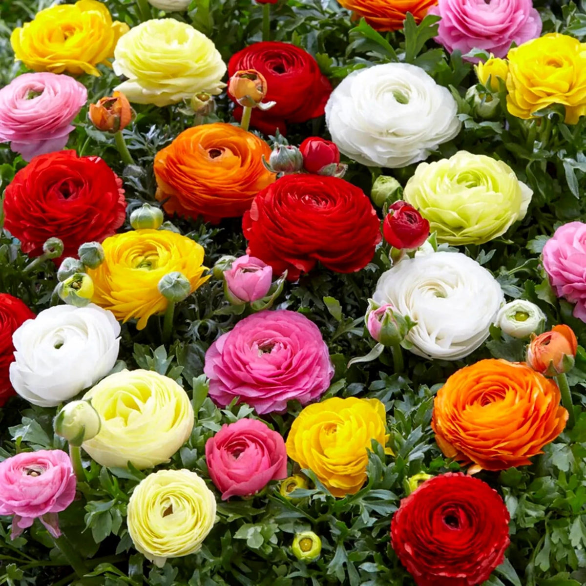Wivolibe non-gmo heirloom seeds support biodiversity in your garden.