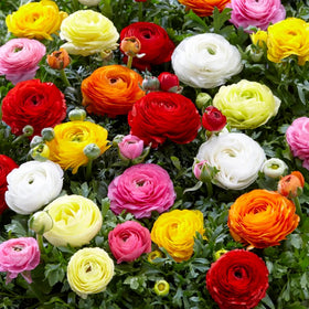 Wivolibe non-gmo heirloom seeds support biodiversity in your garden.