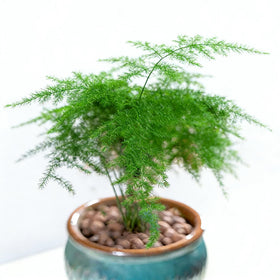 Wivolibe Office desk display with Nanus fern adds calm, botanical color