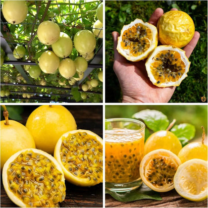 Wivolibe passion fruit seeds pack ready for home planting