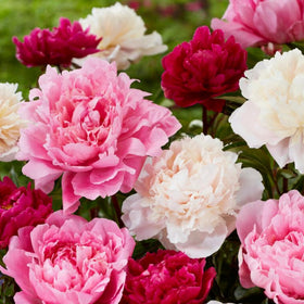 Wivolibe peony seeds bloom preview in a garden border