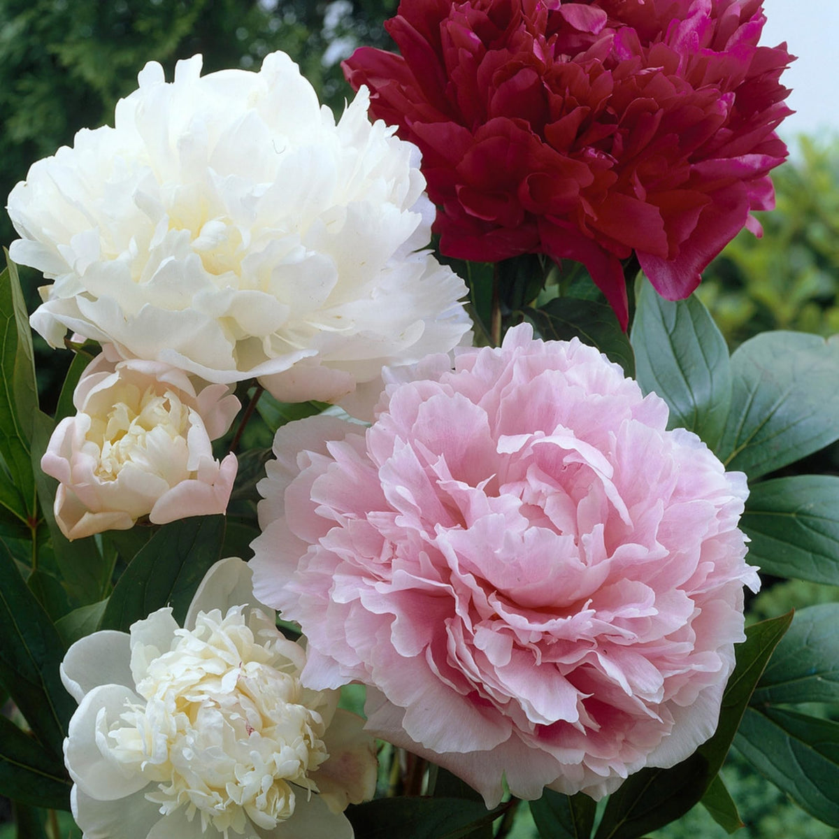 Wivolibe peony seeds collection of 100+ heirloom blooms for a colorful garden