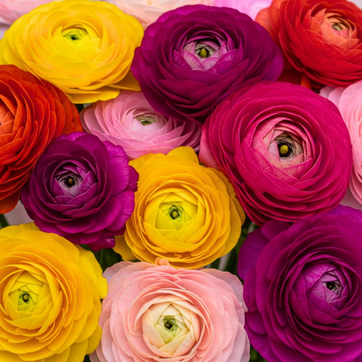 Wivolibe peony seeds with colorful petals create a vivid focal point.