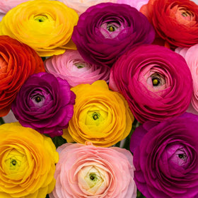 Wivolibe peony seeds with colorful petals create a vivid focal point.
